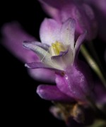 Dichlostemma volubile -  Twining Snakelily 11-4089a